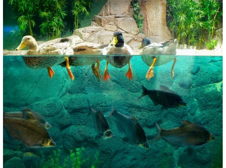 Acqua Per Acquario