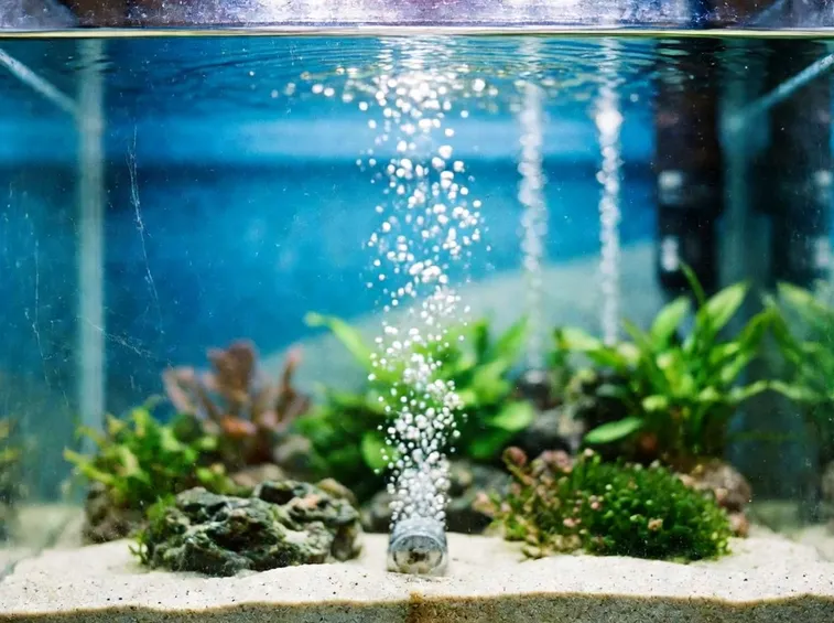 Acqua Per Acquario