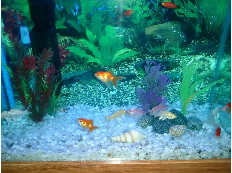 Acqua Per Acquario