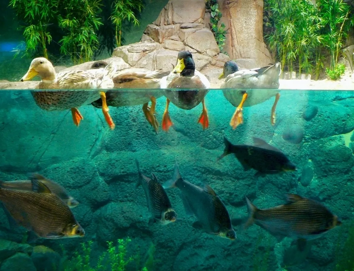 Acqua Per Acquario