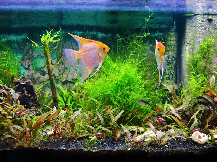 acquario acqua dolce