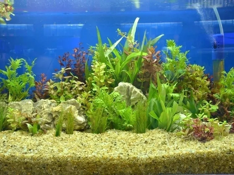 piante acquario