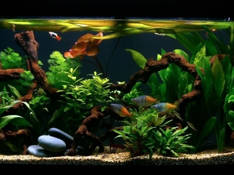 pesci acquario