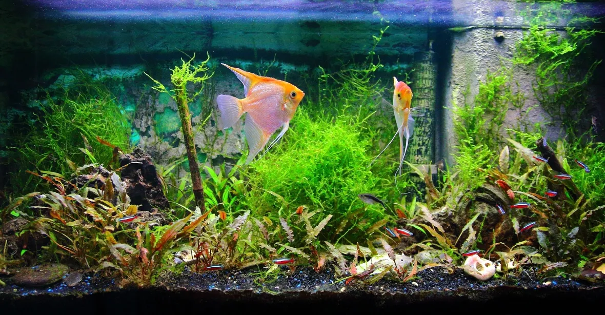 acquario acqua dolce