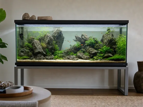 Acquario dolce