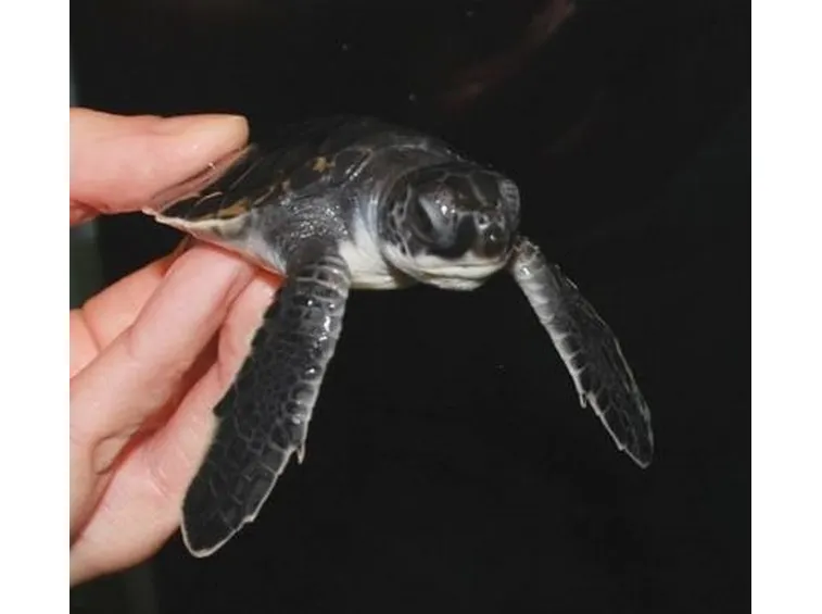 Acquariologia