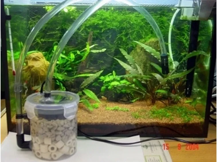 Allestire un acquario