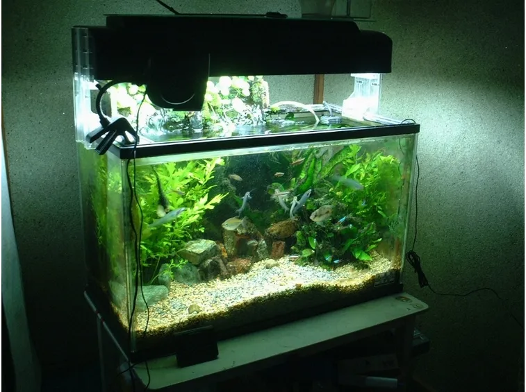 Costo acquario