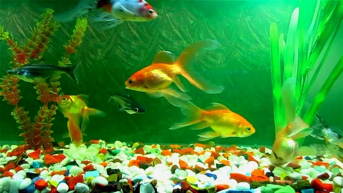 Costo acquario