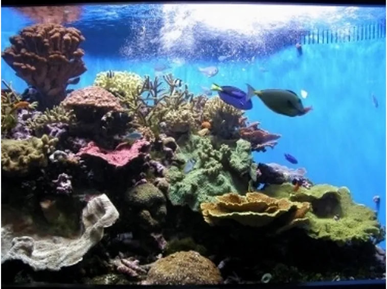 Costruire Un Acquario