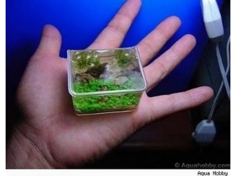 Mini acquario