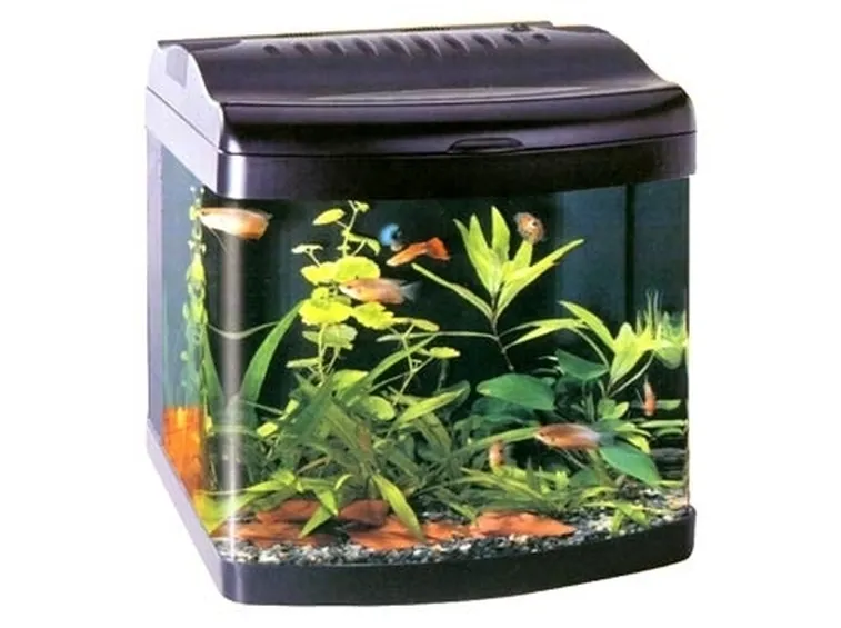 Mini acquario