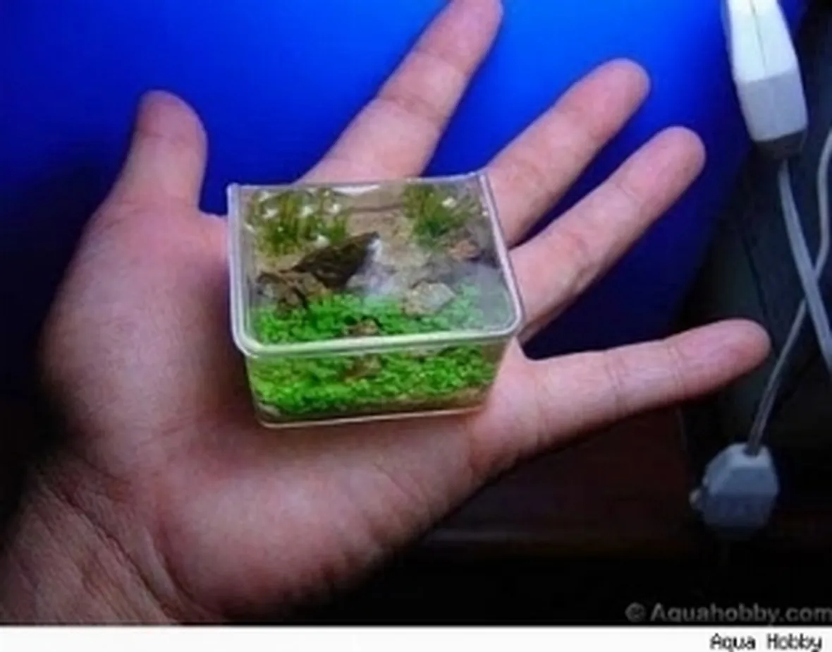 Mini acquario