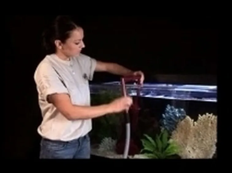 Pulizia Acquario