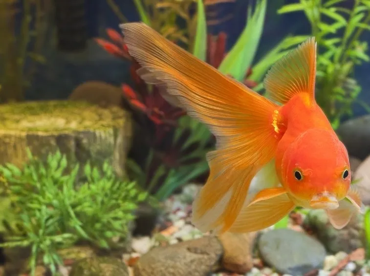pesce rosso