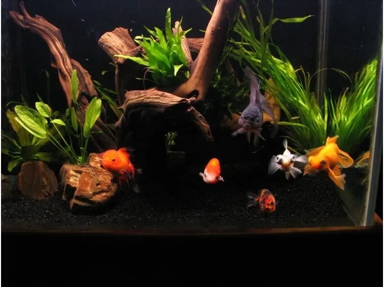 acquario di pesci rossi
