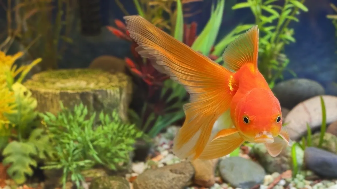 pesce rosso