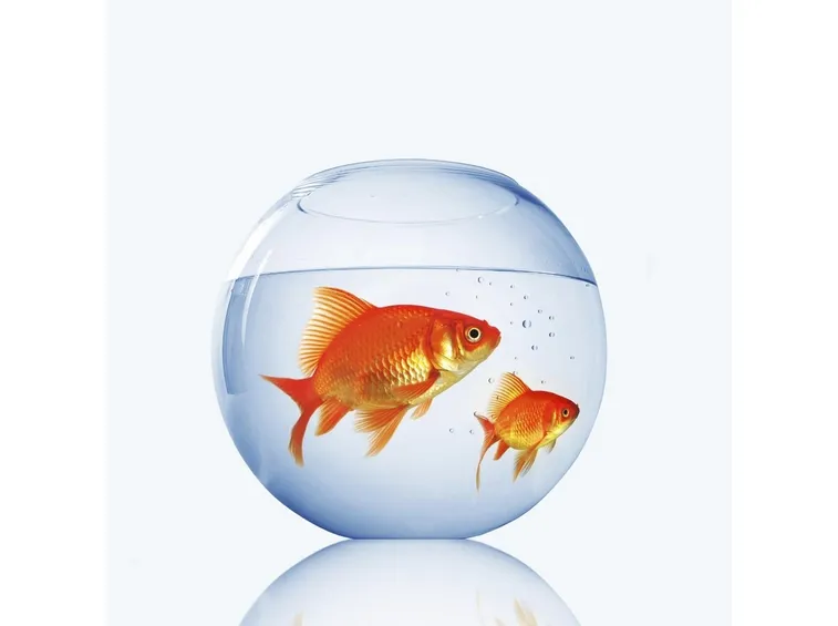 la boccia non è un buon acquario