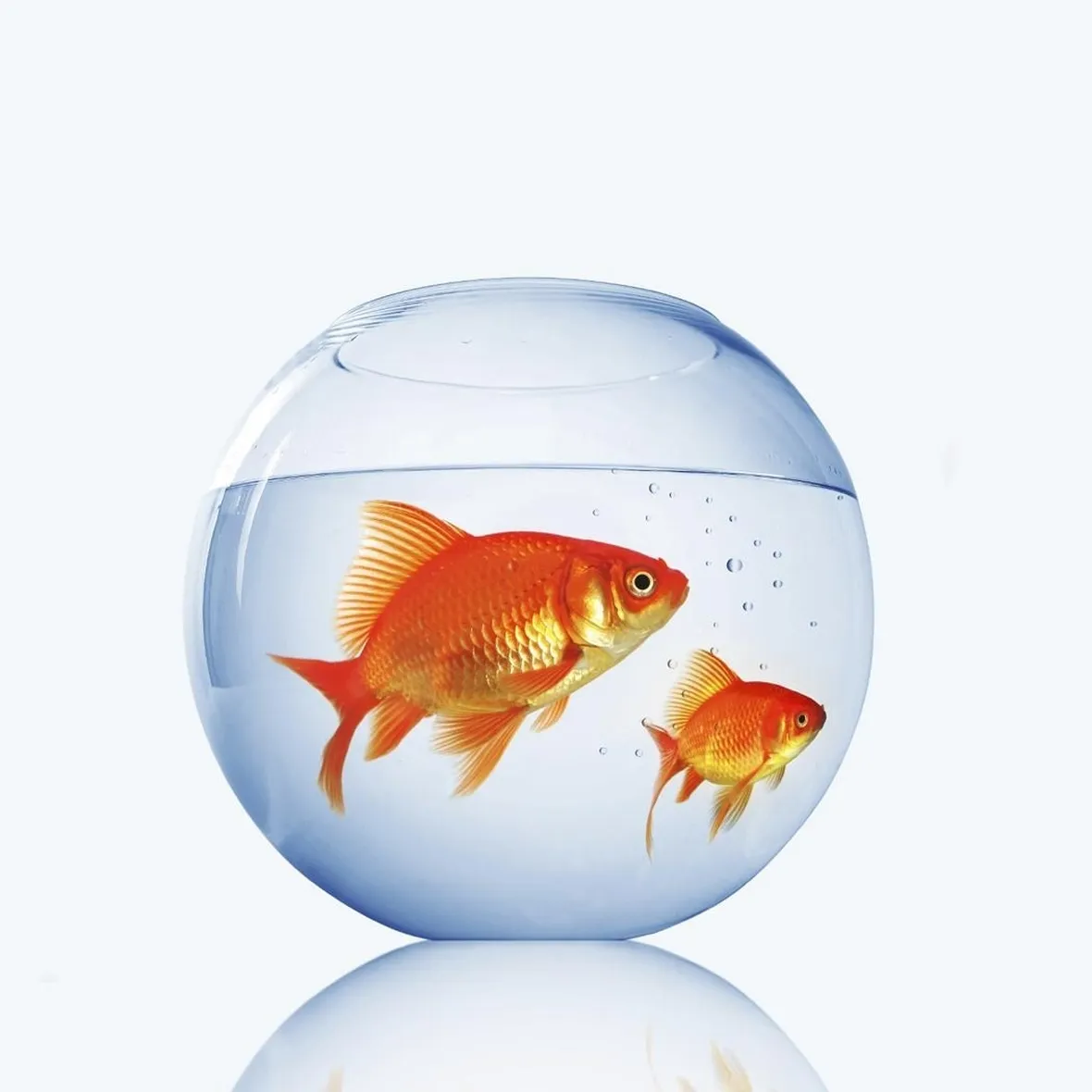 la boccia non è un buon acquario