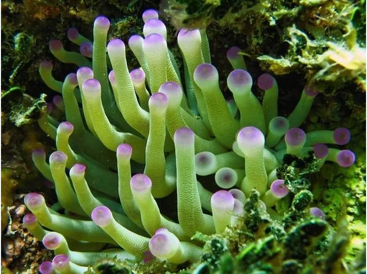 Esempio di anemone.