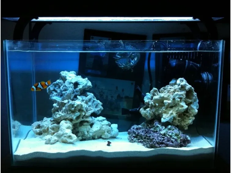 Esempio di acquario con Amphiprion percula.