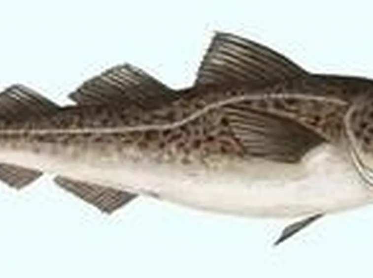 Merluzzo