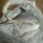 Pesce Castagna