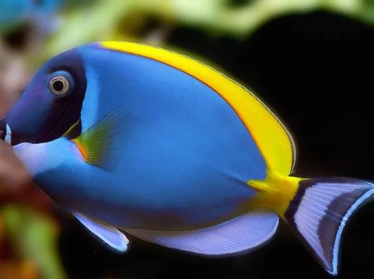 Pesce chirurgo