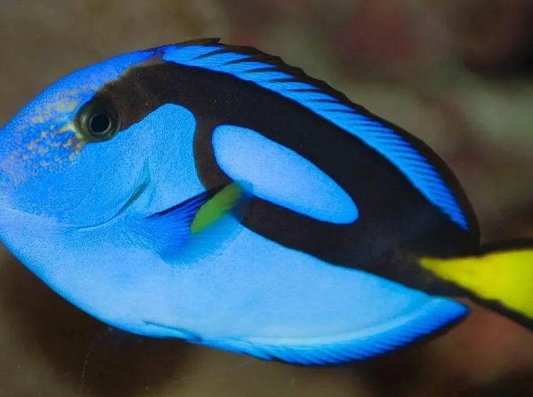 Pesce chirurgo blu