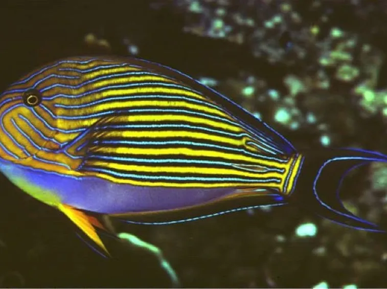 Pesce chirurgo