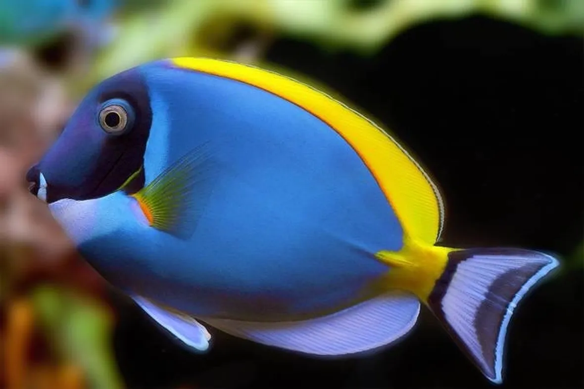 Pesce chirurgo