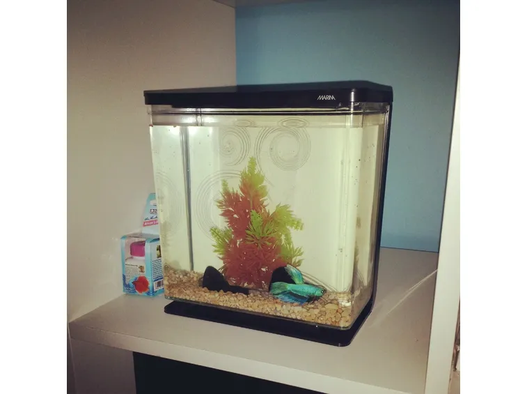 Acquario per pesce combattente