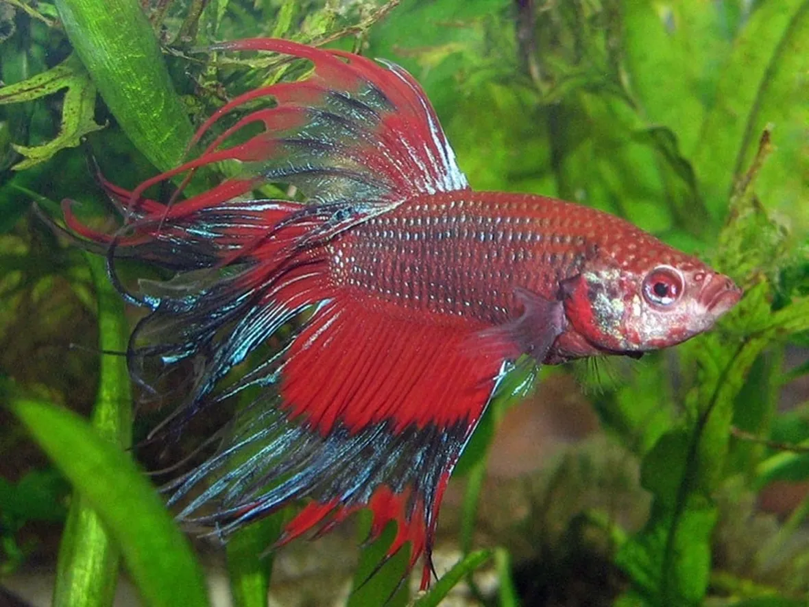 pesce combattente