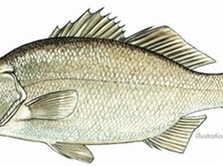 Pesce persico