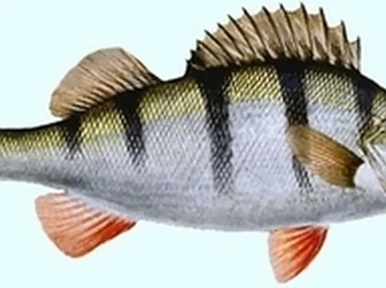Pesce persico