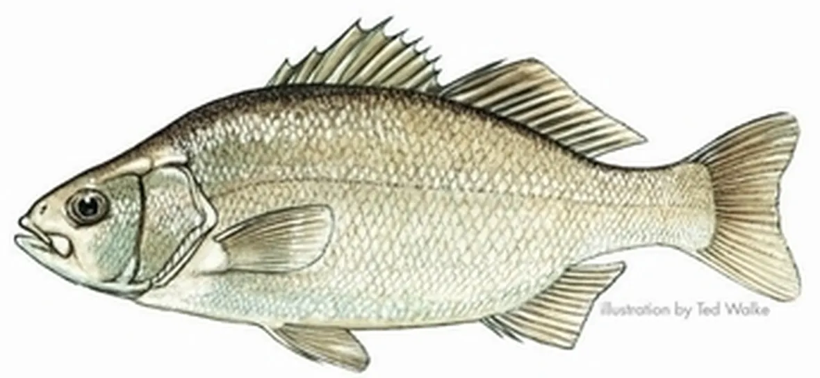Pesce persico