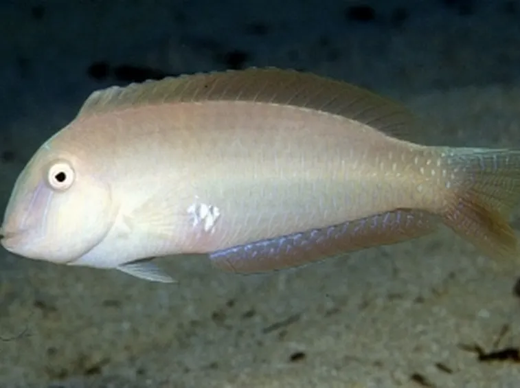 Pesce Pettine