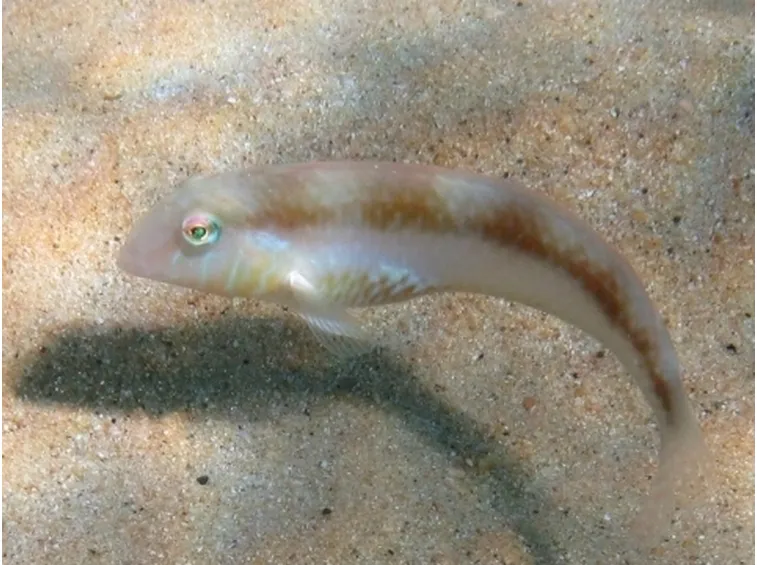 Pesce Pettine