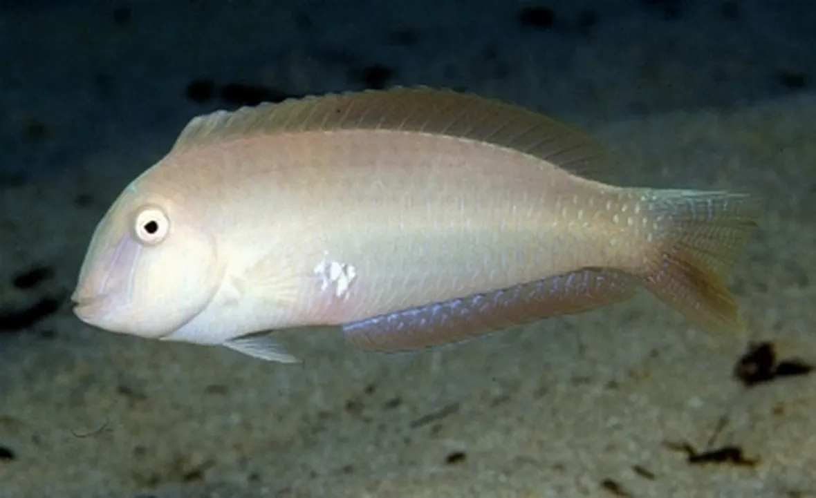 Pesce Pettine