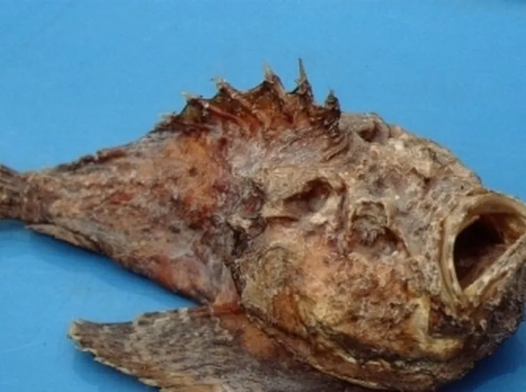 Pesce Pietra
