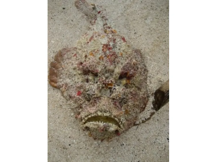 Pesce Pietra