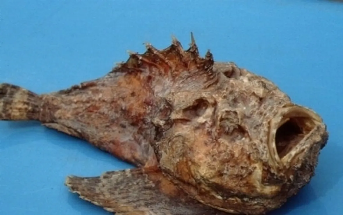 Pesce Pietra