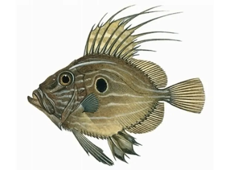 Pesce San Pietro
