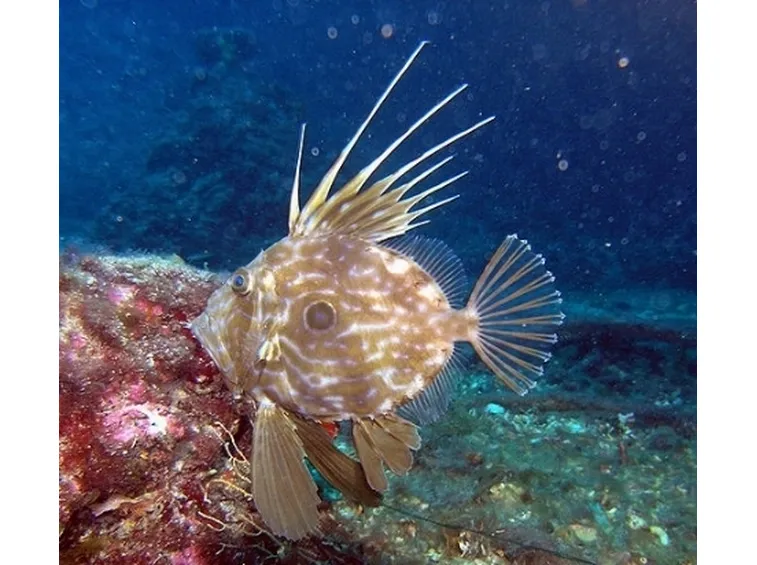 Pesce San Pietro