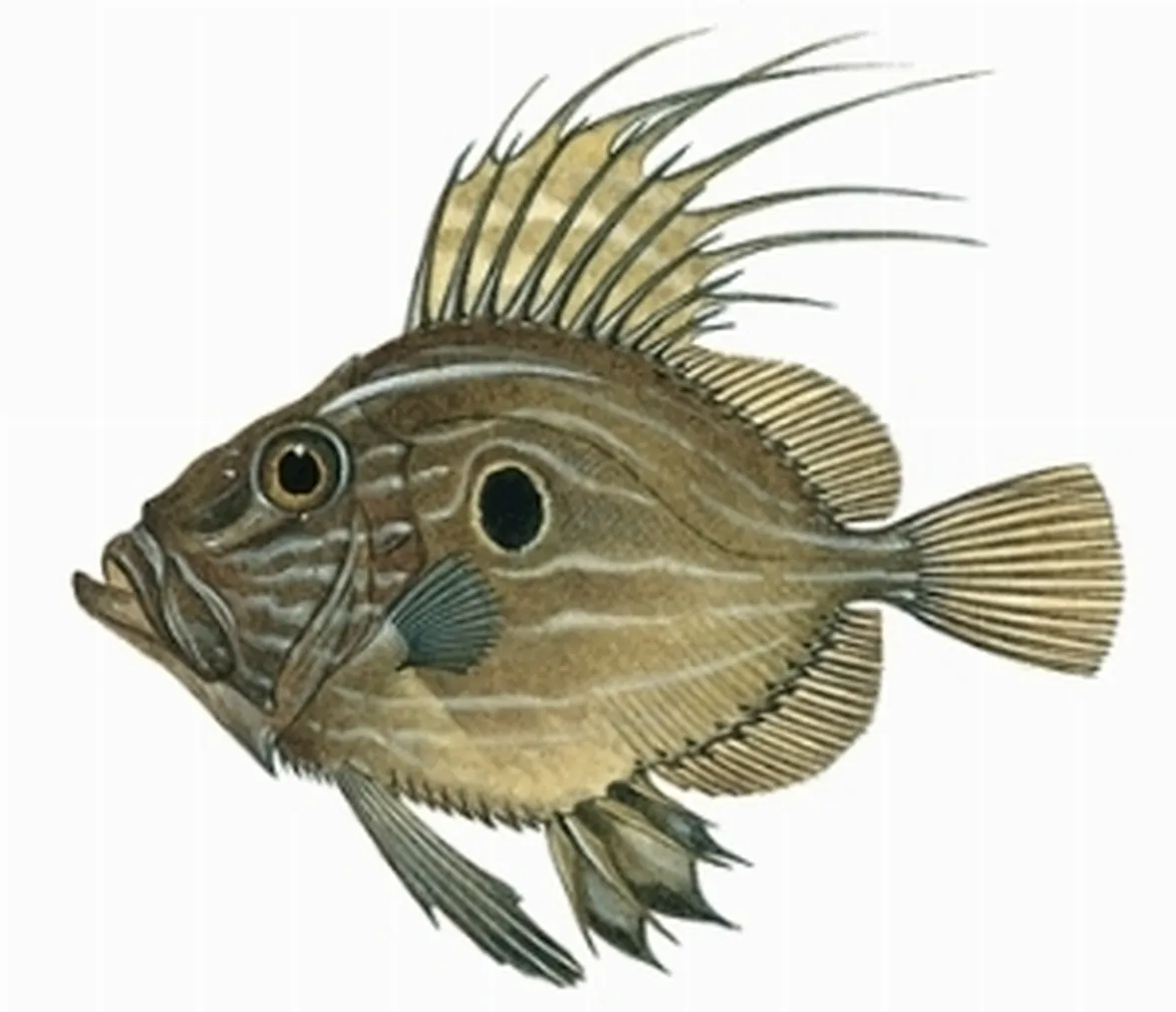 Pesce San Pietro