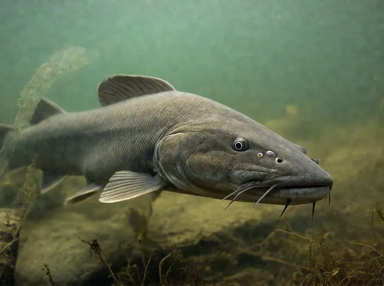 Pesce Siluro