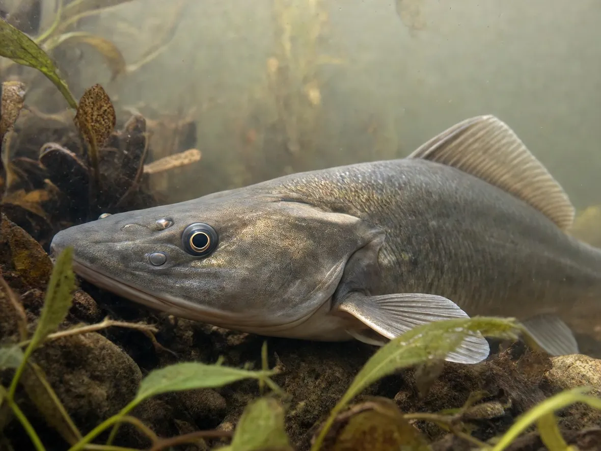 Pesce Siluro