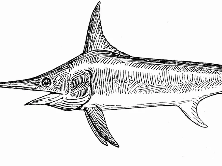 Pesce Spada