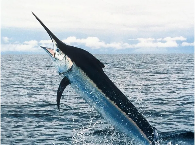 Pesce Spada