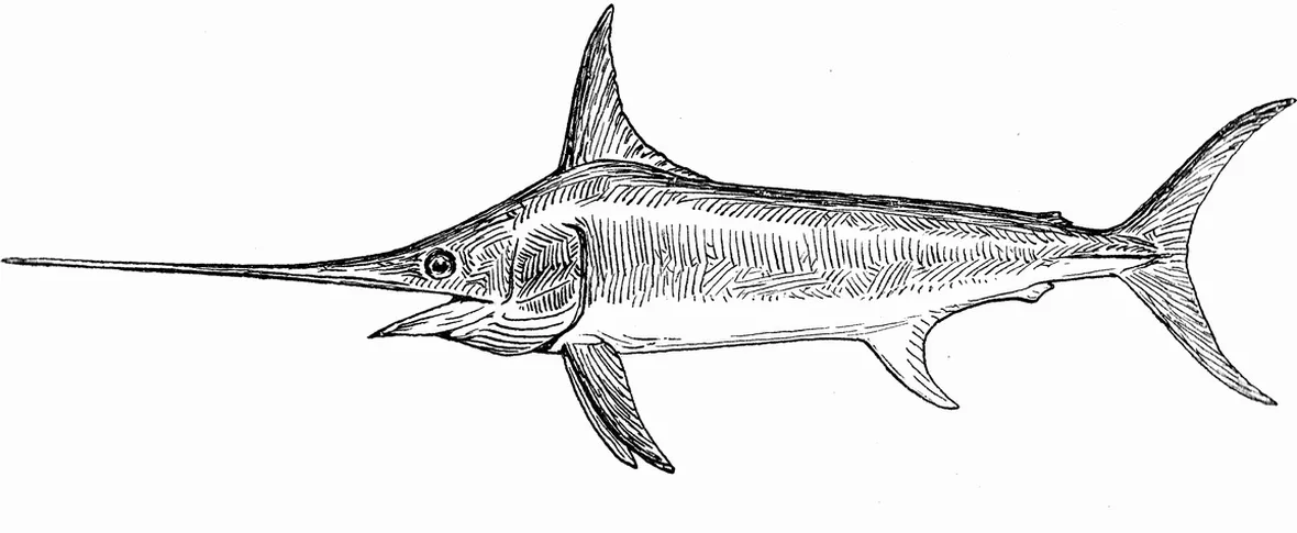 Pesce Spada